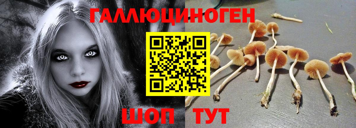 Галлюциногенные грибы Psilocybine cubensis Нефтекамск